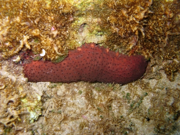Holothuria sanctori (Delle Chiaje, 1823)  e Tubi di Cuvier